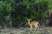 Puku in Savannah - Kasanga Zambia 