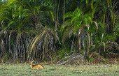 Puku lying in Savannah - Kasanga Zambia 