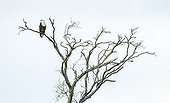 African Fish Eagle on a dead tree - Kasanga Zambia 