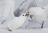 Combat de Mouettes tridactyles dans la neige - Norvege