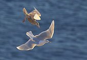 Glaucous Gulls in flight over the sea - Norway 