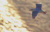 Glaucous Gull in flight over the sea - Norway 