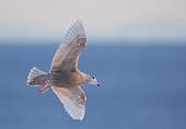 Glaucous Gull in flight over the sea - Norway 