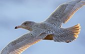 Glaucous Gull in flight - Norway 