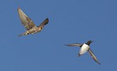 Gyrfalcon hunting a Guillemotin flight - Norway 