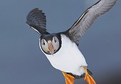 Puffin in flight - Norway