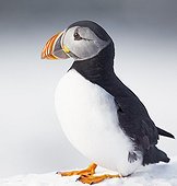 Puffin in the snow - Norway 
