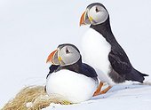 Couple of Puffin in the snow - Norway 