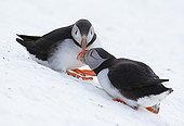 Couple of Puffin in the snow - Norway 