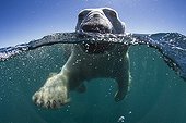 Polar Bear swimming - Hudson Bay Canada