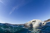 Polar Bear swimming - Hudson Bay Canada