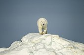 Polar Bear atop massive iceberg - Hudson Bay Canada