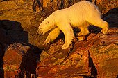 Polar Bear walking on cliffs - Hudson Bay Canada