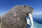 Portrait of Walrus resting on iceberg - Hudson Bay Canada