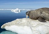 Walrus resting on iceberg - Hudson Bay Canada