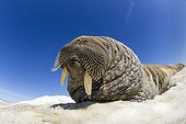 Walrus resting on iceberg - Hudson Bay Canada