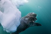 Walrus under water - Hudson Bay Canada