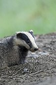 Eurasian Badger in mud - Wales UK