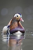 Mandarin Duck male on the water - Midlands UK