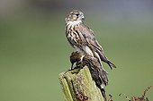 Merlin female with water rail on post - Britain UK