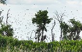 Straw-coloured fruit bat migration - Kasanka NP Zambia