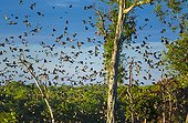 Straw-coloured fruit bat migration - Kasanka NP Zambia