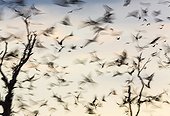 Straw-coloured fruit bat migration - Kasanka NP Zambia