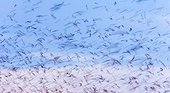 Straw-coloured fruit bat migration - Kasanka NP Zambia