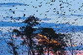Straw-coloured fruit bat migration - Kasanka NP Zambia