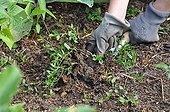 Weeding of field bindweeds in a garden