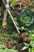Weeding of field bindweeds in a garden