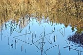 Rushes and reflections in Lake Ambléon - Bugey France 