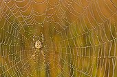 Cross Orbweaver on his web - Bog Cerin Bugey France 