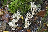 Crested Coral Fungus in the undergrowth - Bugey France 