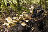 Sulphur Tuft in the undergrowth - Bugey France 