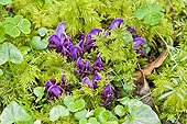 Purple Toothwort flowering wet undergrowth - Pyrenees France ; Parasitic species of alder, willow and hazel (holoparasite)