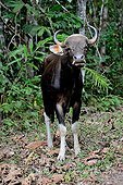Banteng in forest - Taman Negara Malaysia  ; Species extinct in peninsular Malaysia since 1950. Reintroduced animals.