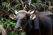 Banteng in forest - Taman Negara Malaysia  ; Species extinct in peninsular Malaysia since 1950. Reintroduced animals.