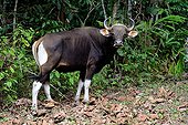 Banteng in forest - Taman Negara Malaysia  ; Species extinct in peninsular Malaysia since 1950. Reintroduced animals.