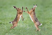 Brown Hares boxing at spring - GB