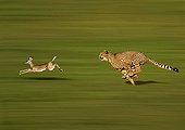Cheetah Gazelle - Kenya