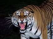 Siberian tiger - Asia