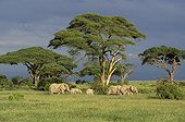 African elephant - Kenya