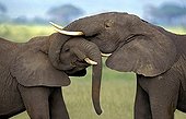 African elephant - Kenya
