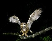 Eagle Owl - France