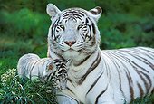 Tiger - Asia
