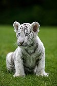 Tiger - Asia