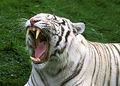 Tiger - Asia