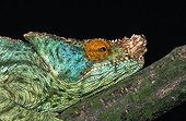 Parson's Chameleon - Madagascar