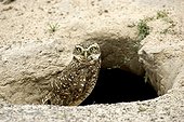 Burrowing Owl - Venezuela